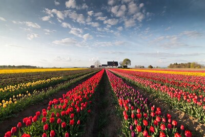 Tulip fields with farmhouse