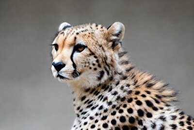 Cheetah looking to the side