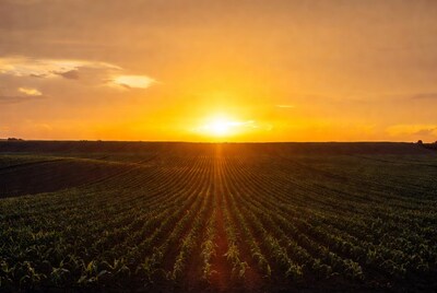 Sunset over cornfield rows
