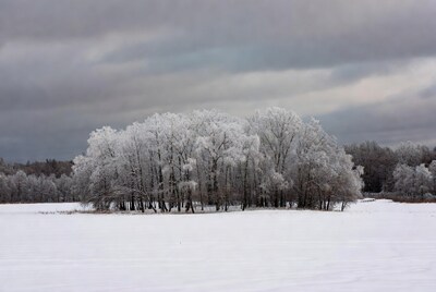 Frosted trees in snowy landscape
