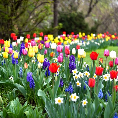 Colorful tulips and flowers in garden