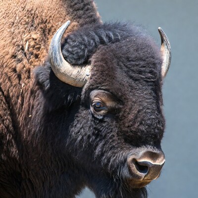 Close up of bison head