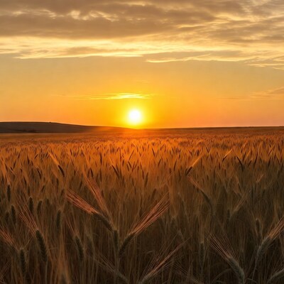 Golden Wheat Field at Sunset