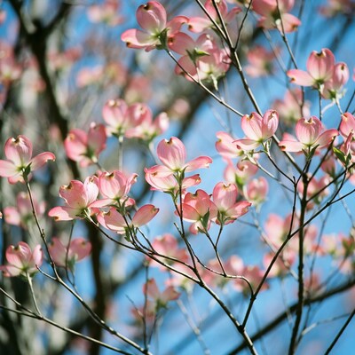 Pink Dogwood Flowers in Bloom