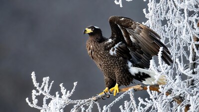 Eagle perched on snowy branch