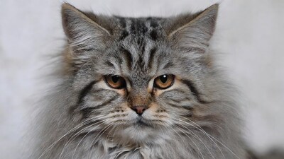 Fluffy gray cat close up