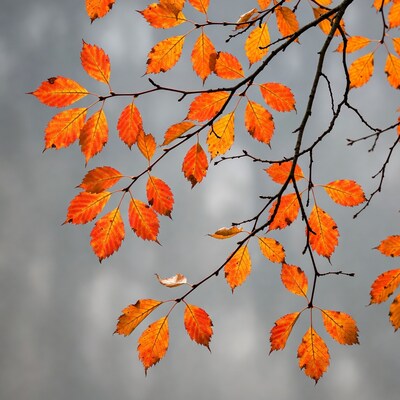 Autumn leaves on tree branch