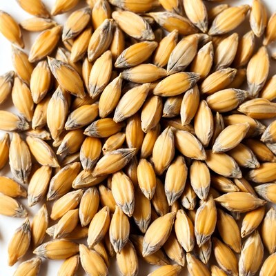Pile of golden barley grains