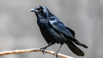 Black crow perched on branch