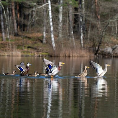 Ducks flying over calm lake
