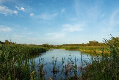 Calm lake surrounded by tall reeds