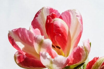 Pink and white tulip close up