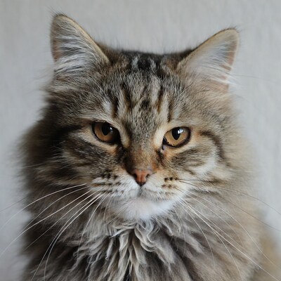 Fluffy cat close up