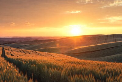 Golden sunset over rolling wheat fields