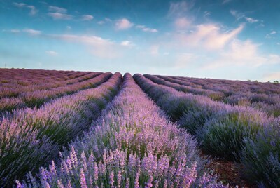 Lavender field at sunset