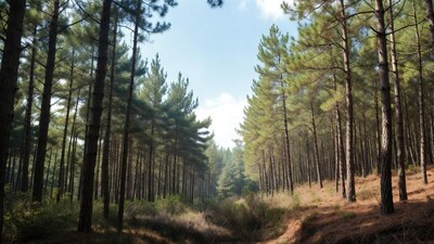 Pine forest with tall trees