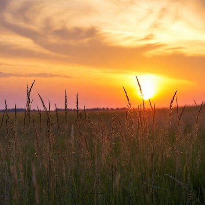 Sunset over tall grass field
