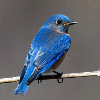 Bluebird perched on branch