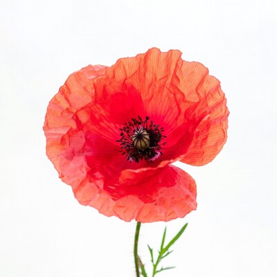 Red Poppy Flower Close Up