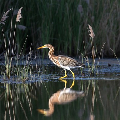 Heron walking in shallow water