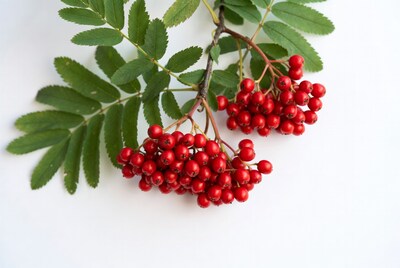 Red berries on green leaves