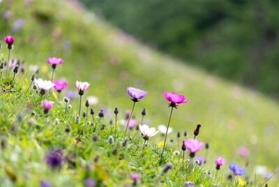 Wildflowers in green meadow