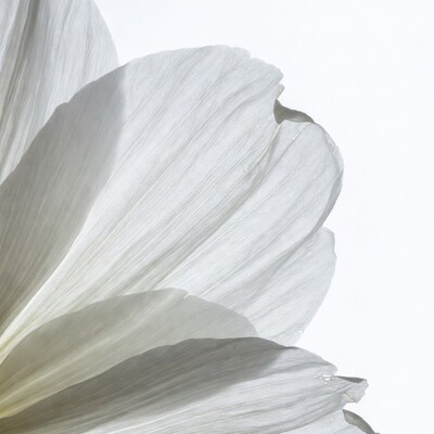 White flower petals close up