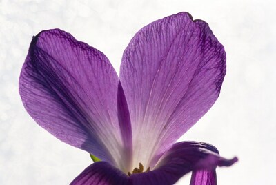 Purple flower close up