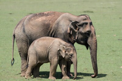 Adult elephant with baby elephant