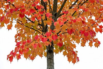 Autumn maple tree with colorful leaves