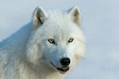 Arctic wolf close up