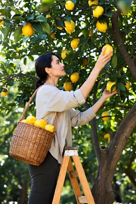 Woman picking lemons from tree
