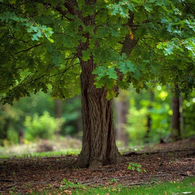 Oak tree in forest