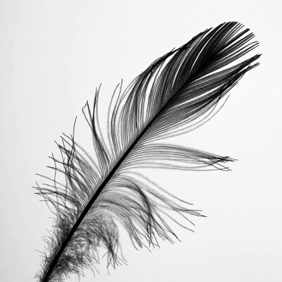 Black feather on white background