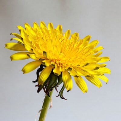 Yellow dandelion flower close up