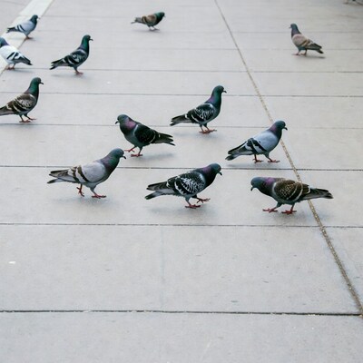 Pigeons on pavement