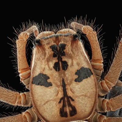 Close up of spider face