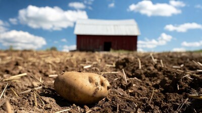 Potato on farm field
