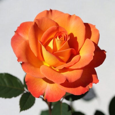 Orange rose in bloom