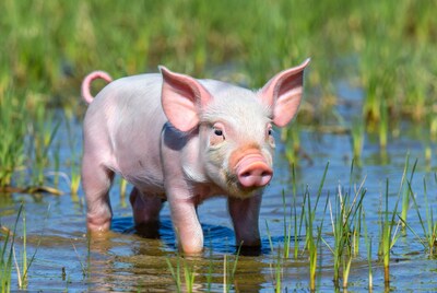 Piglet standing in water
