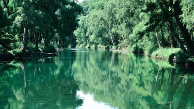 Calm river in lush green forest