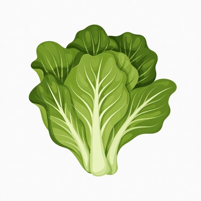 Green lettuce illustration