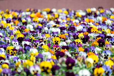 Colorful pansy flowers in bloom