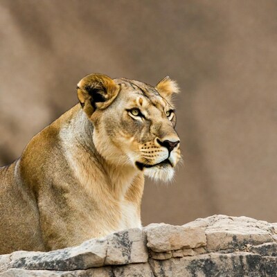 Lioness resting on rock