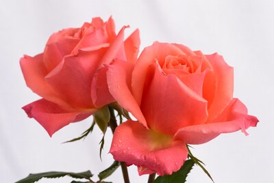 Two pink roses with water droplets