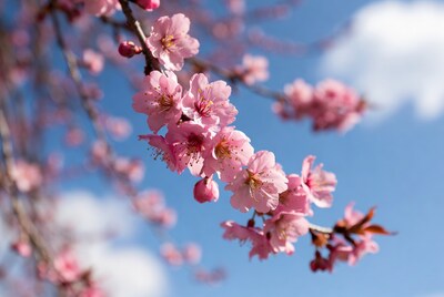 Pink cherry blossoms on branch