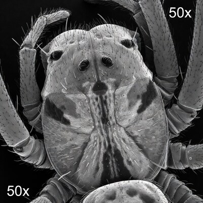 Spider head close up at 50x