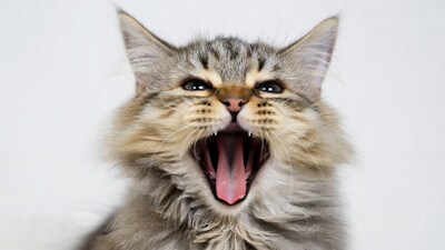 Fluffy cat yawning with mouth open