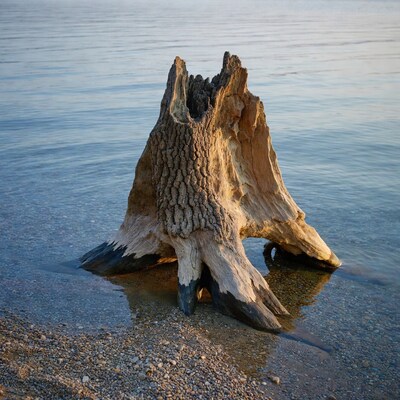 Driftwood stump in shallow water