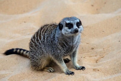 Meerkat sitting on sand